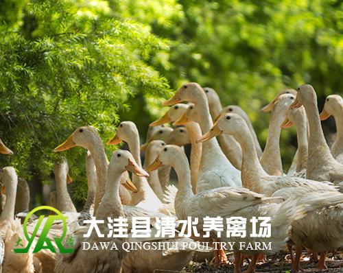 優創網絡為(wèi)【大(dà)窪縣清水(shuǐ)養禽場(chǎng)】提供自(zì)适應PC+手機(jī)網站(zhàn)建設服務